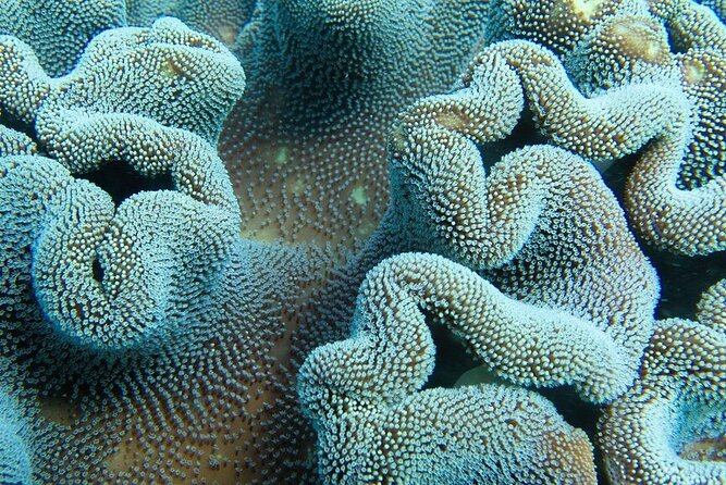 Muiron Island Diving Tour - Lunch, drinks, and equipment included