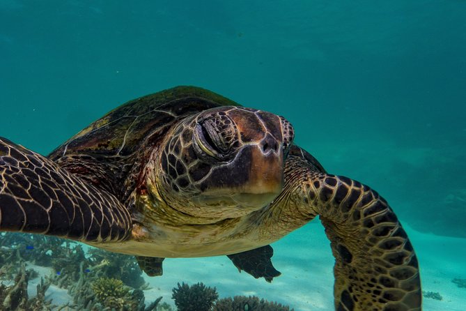 Muiron Island Diving Tour - Safety, certification, and physical demands