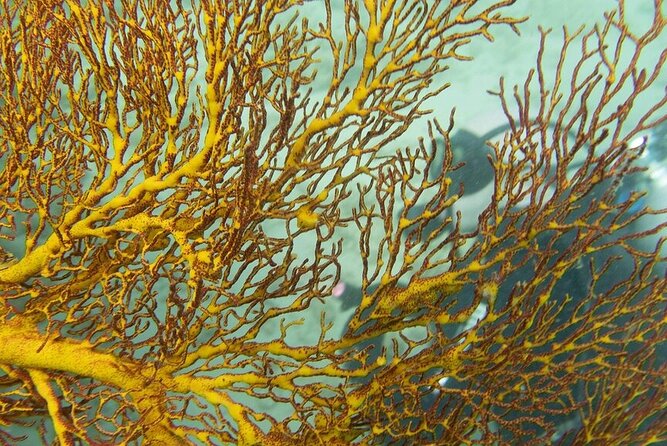 Muiron Island Diving Tour - Who will enjoy this Muiron Island trip?