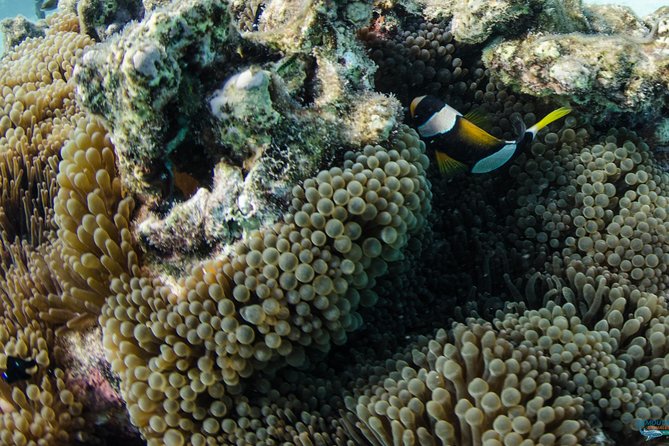 Muiron Island Diving Tour - Two underwater sites, not one quick look