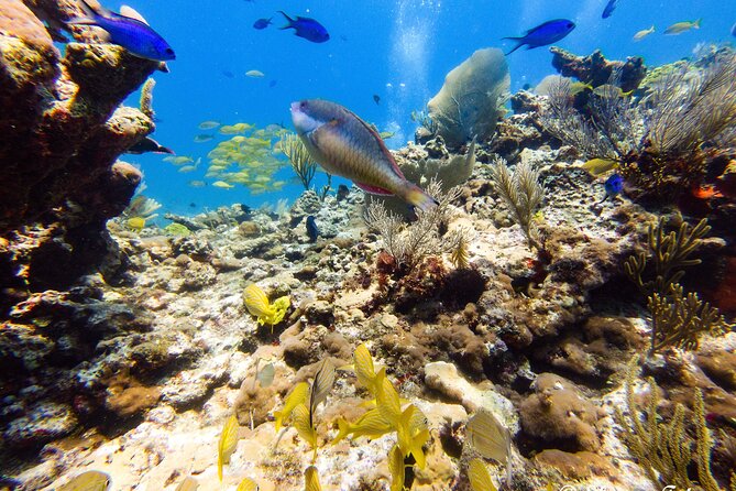 MUSA Museum and Colorful Reef 2 Tank Dive-Certified Divers - Group size, pace, and physical demands