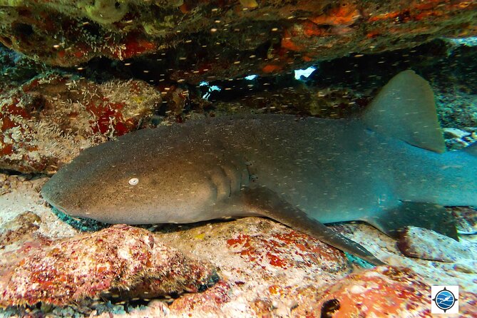 MUSA Museum and Colorful Reef 2 Tank Dive-Certified Divers - Booking details that matter
