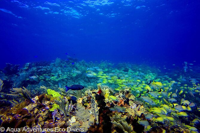 MUSA Museum and Colorful Reef 2 Tank Dive-Certified Divers - A practical look at the four-and-a-half-hour schedule