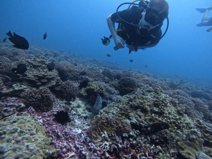 Muscat: Daymaniat Islands Scuba Diving for Beginners - Why the Daymaniat Islands make a good first scuba setting