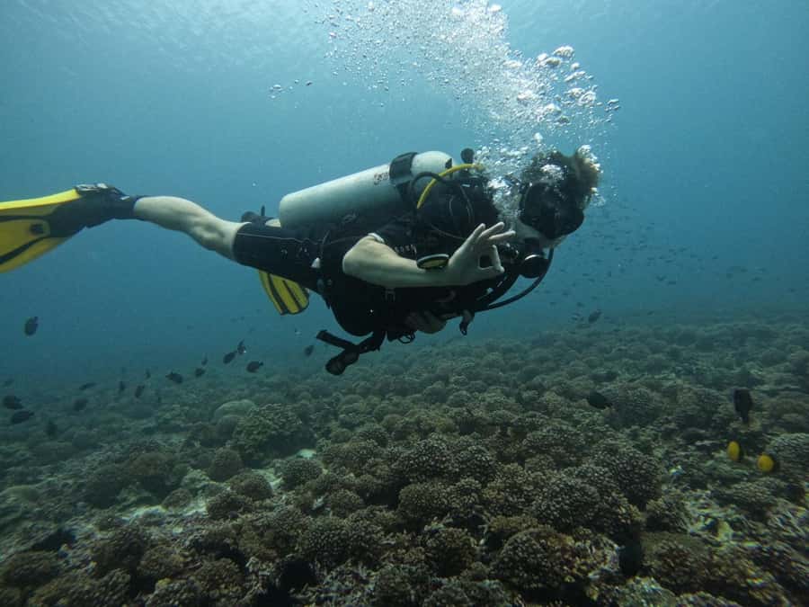 Muscat: Daymaniat Islands Scuba Diving for Beginners - Your first underwater session