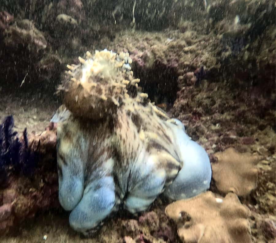Muscat: Daymaniat Islands Try Scuba Diving - Final recommendation: book it if the sea is your priority