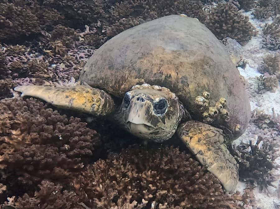 Muscat: Daymaniat Islands Try Scuba Diving - The rhythm of the morning