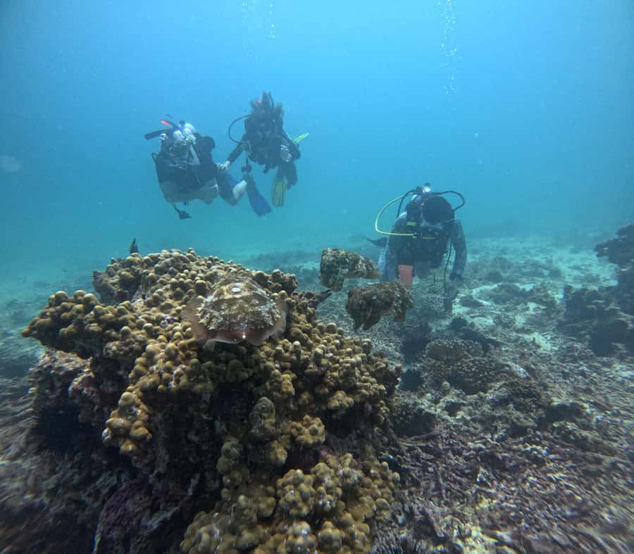 Muscat: Daymaniat Islands Try Scuba Diving - A small crew changes the feel