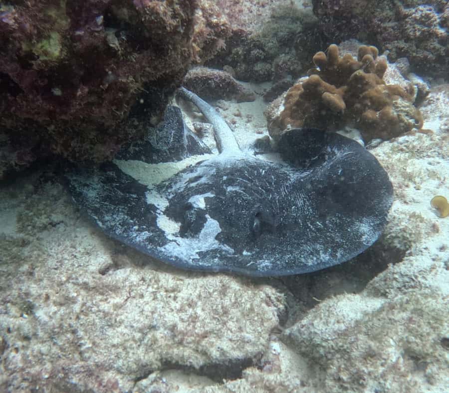 Muscat: Daymaniat Islands Try Scuba Diving - Practical advice for a smoother morning