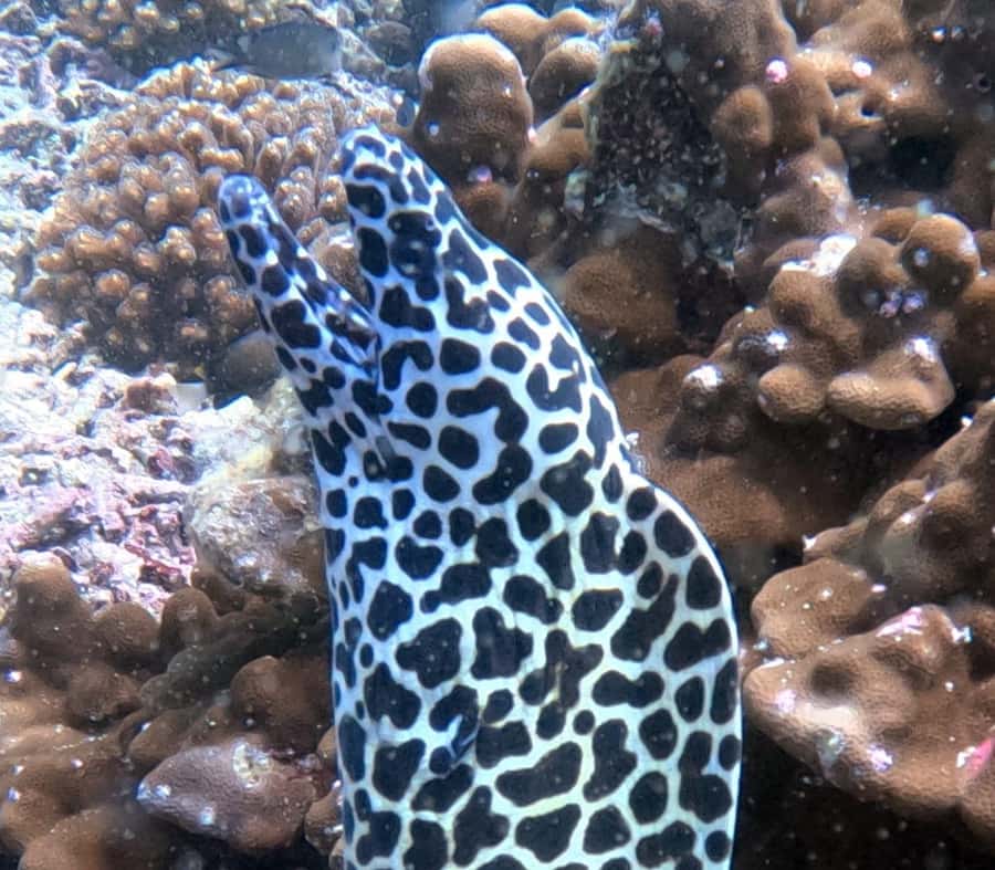Muscat: Daymaniat Islands Try Scuba Diving - Choosing the right underwater program
