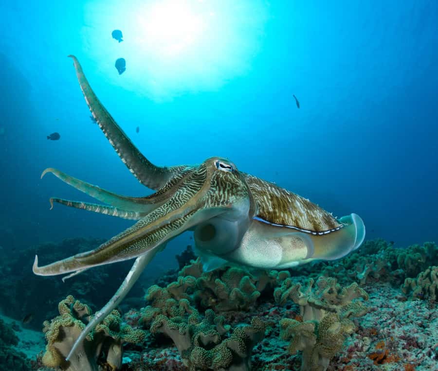 Muscat: Daymaniyat Island Scuba Dive 2 locations + BBQ Lunch - Setting Out From Al Mouj Marina at 8:00