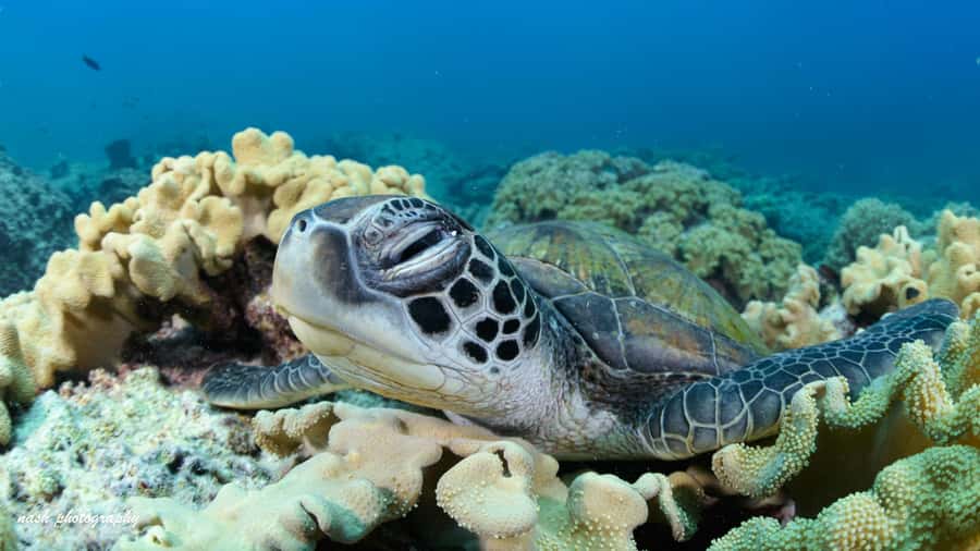 Muscat: Daymaniyat Island Scuba Dive 2 locations + BBQ Lunch - BBQ Lunch and a 1.5-Hour Surface Break