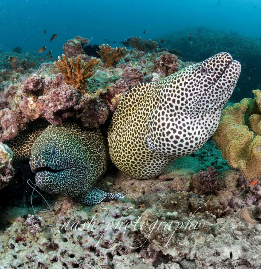 Muscat: Daymaniyat Island Scuba Dive 2 locations + BBQ Lunch - Who This Muscat Scuba Trip Suits Best