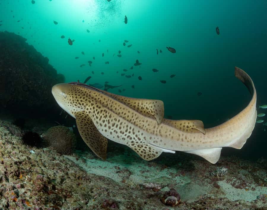 Muscat: Daymaniyat Island Scuba Dive 2 locations + BBQ Lunch - Should You Book It?