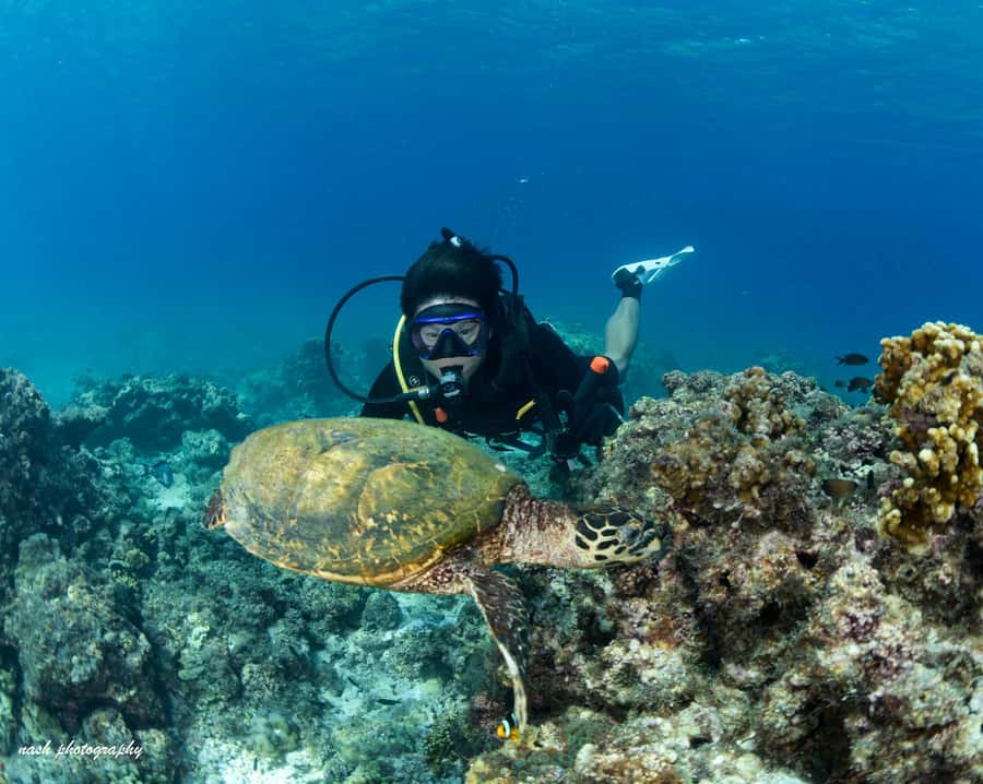 MUSCAT: Daymaniyat Island Snorkeling & Try-Dive + BBQ Lunch - Key points at a glance
