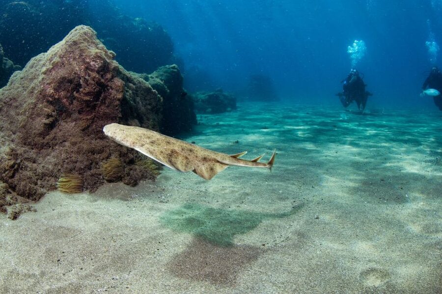 Museo Atlantico: Diving Class for Non-Certified Divers - Starting at Atlantis Diving Lanzarote