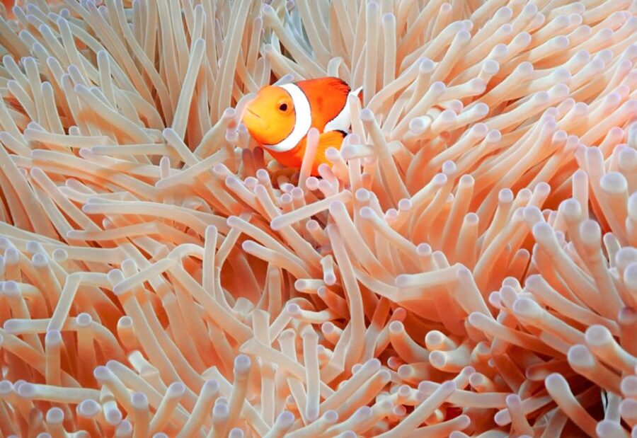 Naha, Okinawa: Kerama Islands Full-Day Intro-Diving Trip - Who will enjoy this most?