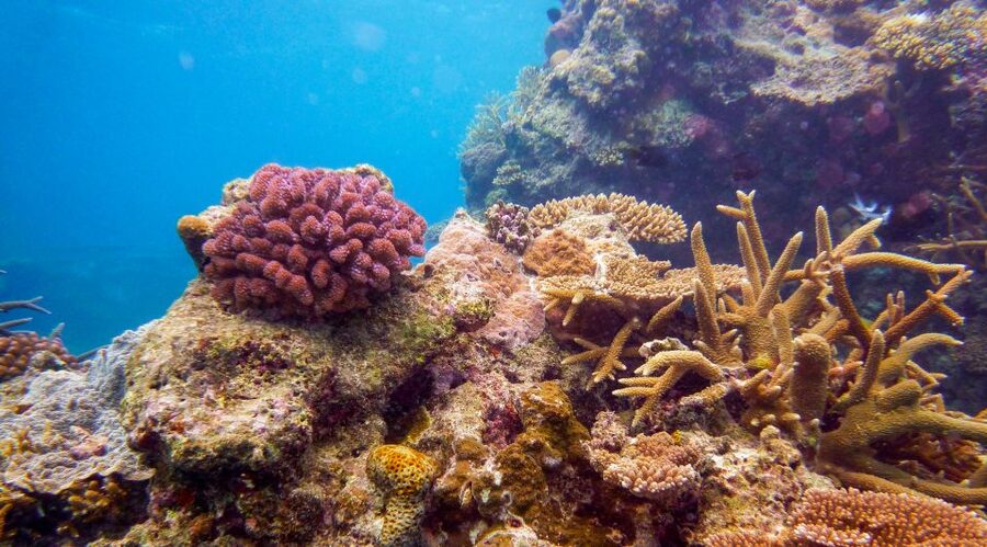 Naha, Okinawa: Kerama Islands Full-Day Intro-Diving Trip - The introductory scuba session