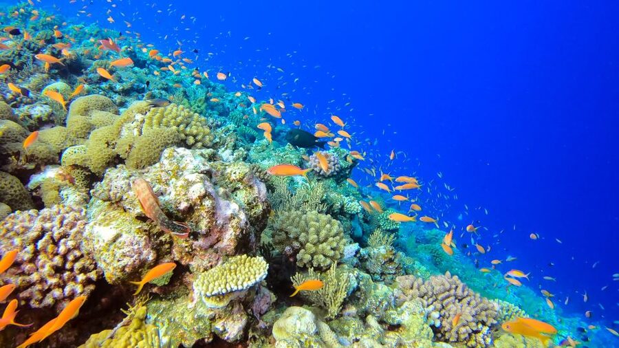 Naha, Okinawa: Kerama Islands Full-Day Intro-Diving Trip - How much value do you get for $70?