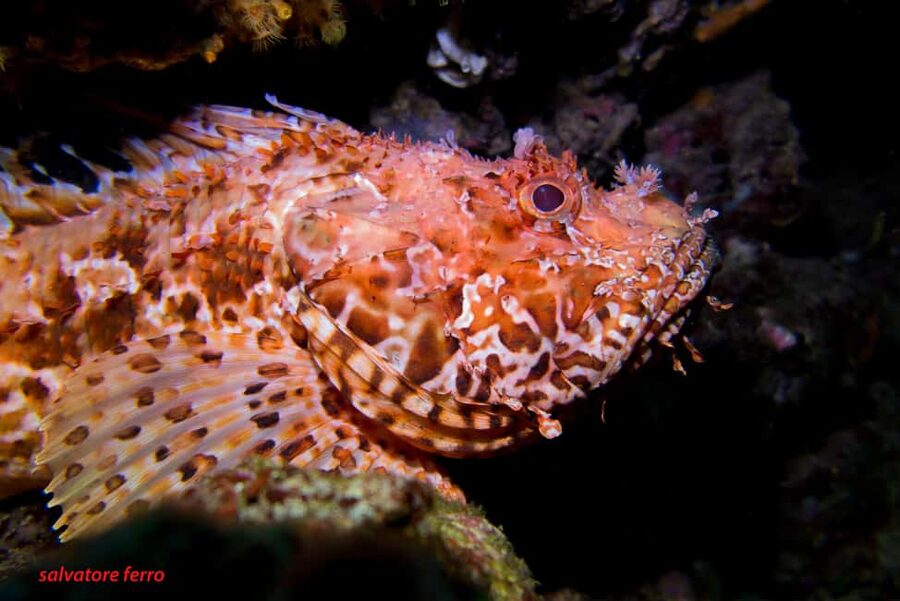 Napoli: Dive or Discover Scuba Diving in the Park of Baia - About 45 minutes among mosaics and marine life