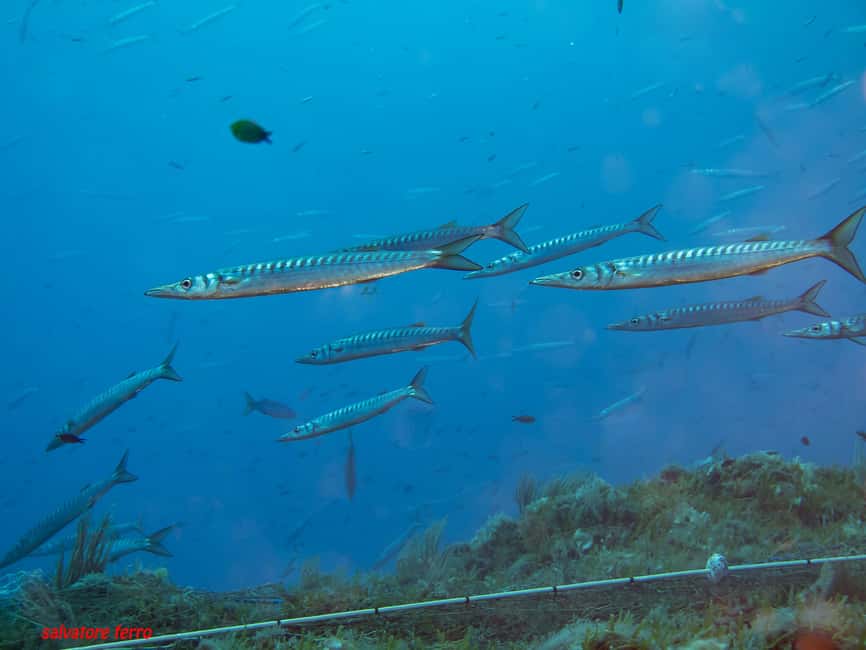 Napoli: Dive or Discover Scuba Diving in the Park of Baia - Is $53 a good value?