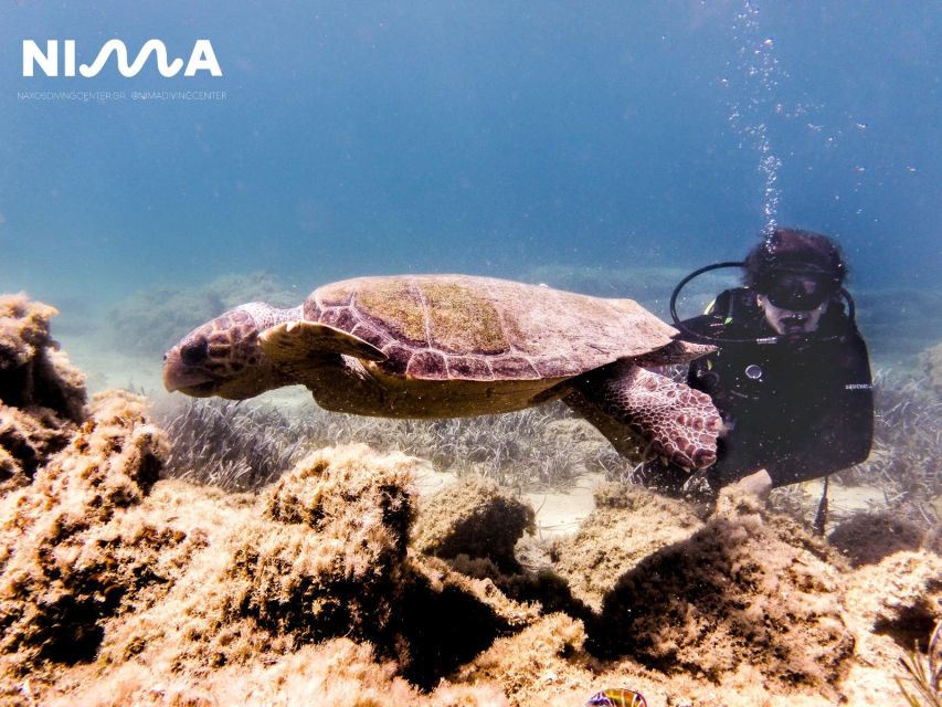 Naxos: Discover Scuba Dive with Nima Dive Center - Who should book this Naxos experience