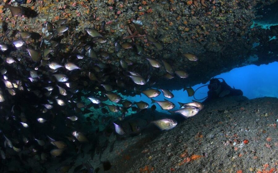 Nha Trang: Scuba Diving Experience for Non-Certified Divers - Key points at a glance