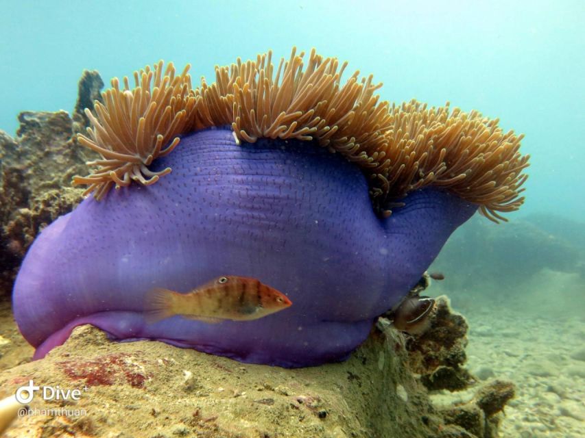 Nha Trang: Scuba Diving Experience for Non-Certified Divers - What the $54 price really covers