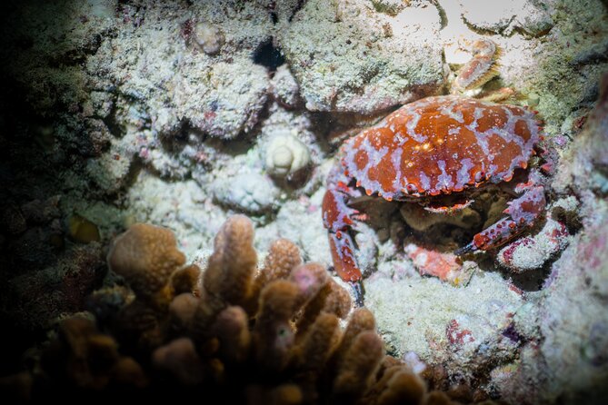 Night Dive Adventure in Oahu - Who will enjoy this most