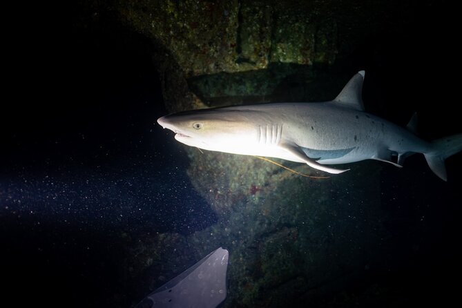 Night Dive Adventure in Oahu - Timing, weather, and cancellation details