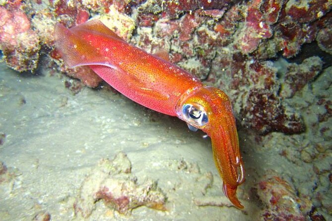 Night Dive Adventure in Oahu - The surface interval between sessions
