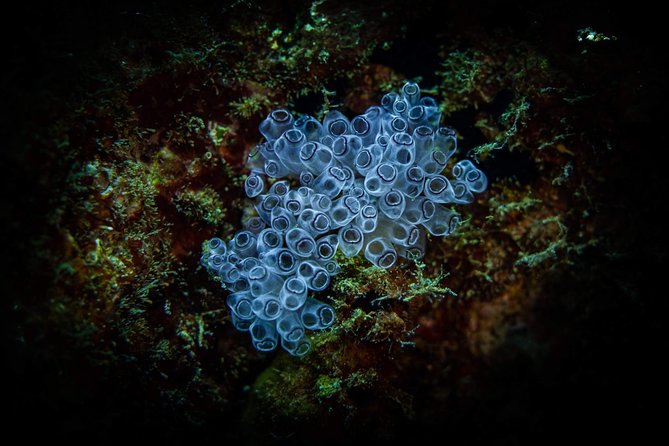 Night Shore Diving Mangel Halto Aruba for Certified Divers - Mangel Halto Reef and The Hole in the Wall