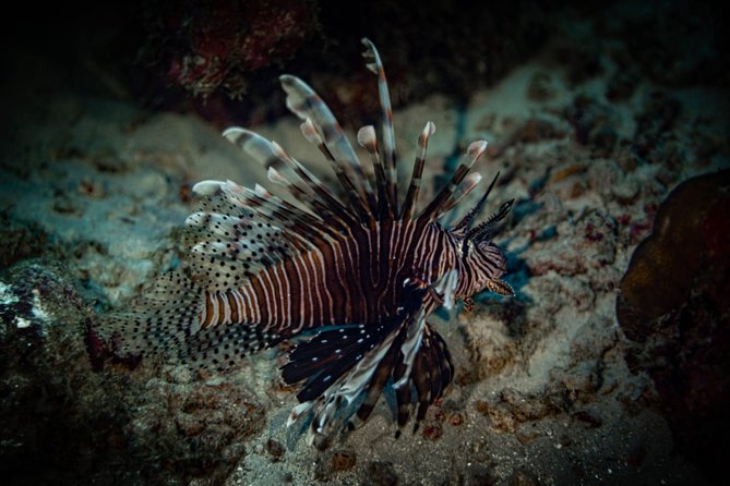 Night Shore Diving Mangel Halto Aruba for Certified Divers - What the underwater portion feels like