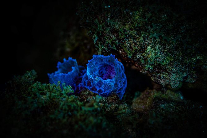Night Shore Diving Mangel Halto Aruba for Certified Divers - Why the small group matters