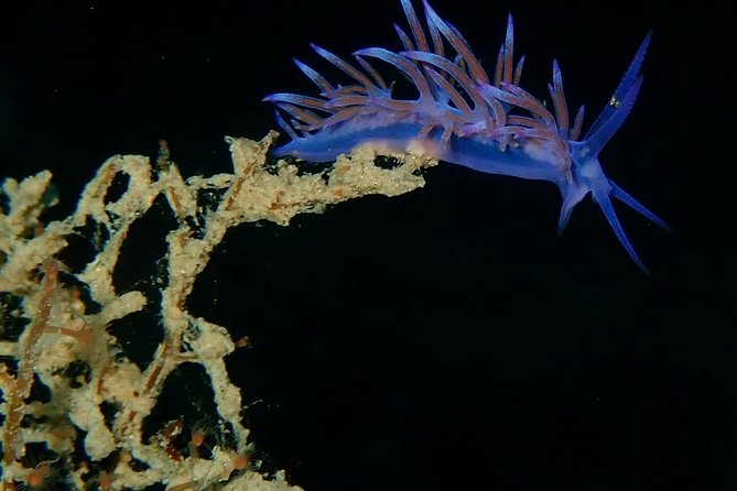 Nima Diving Center, Naxos, Greece - Key points to know before booking