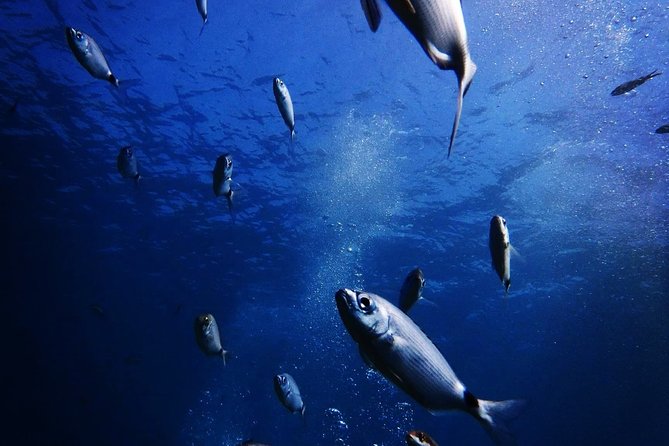 Nima Diving Center, Naxos, Greece - The shore entry and the 6-meter limit