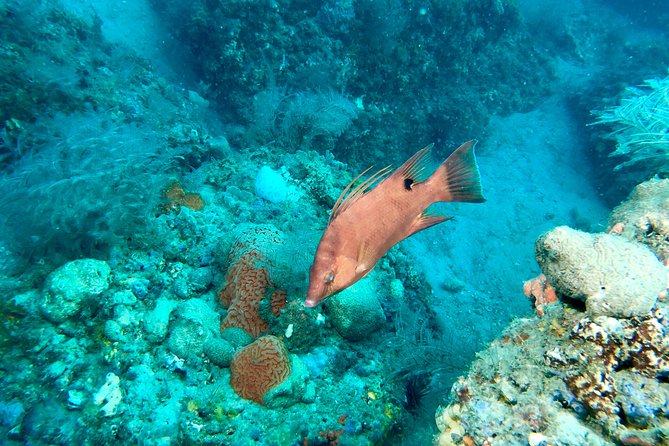 No Experience Required to Discover Scuba in Florida - Panama City Beach adds a convenient setting