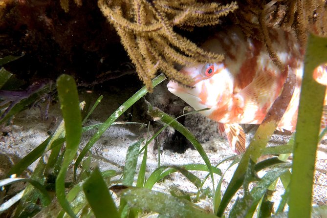 No Experience Required to Discover Scuba in Florida - What the $125 price really covers