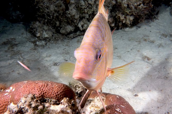 No Experience Required to Discover Scuba in Florida - Health and swimming requirements