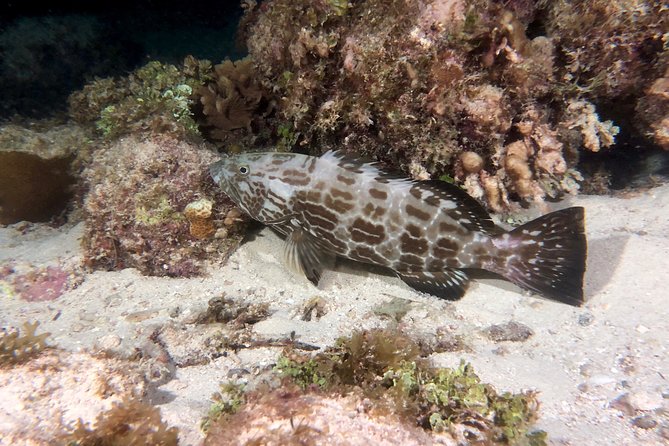 No Experience Required to Discover Scuba in Florida - Conditions, tides, and the risk of low visibility