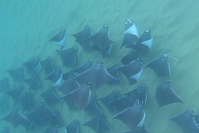 Non-Certified Diving Adventure in Cabo San Lucas - Starting at 9:00 a.m. in Cabo San Lucas