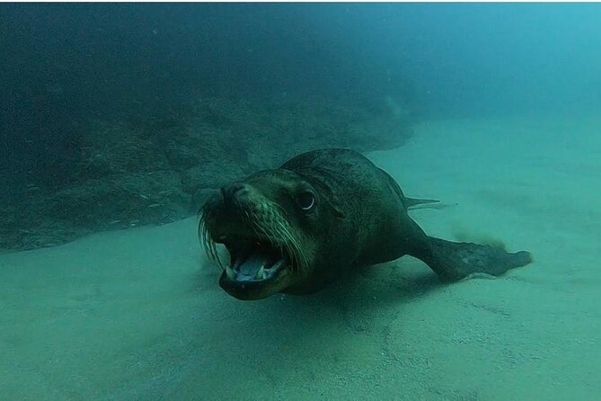 Non-Certified Diving Adventure in Cabo San Lucas - El Arco and the Cabo San Lucas bay ride