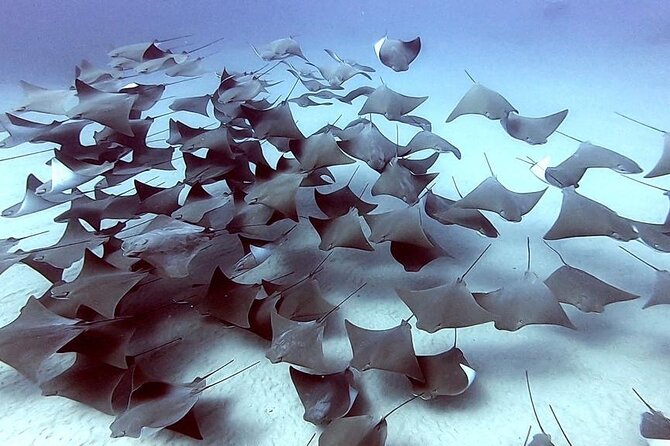 Non-Certified Diving Adventure in Cabo San Lucas - Why the small group affects the value