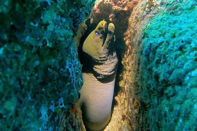 Non-Certified Diving Adventure in Cabo San Lucas - Learning the basics before entering the water
