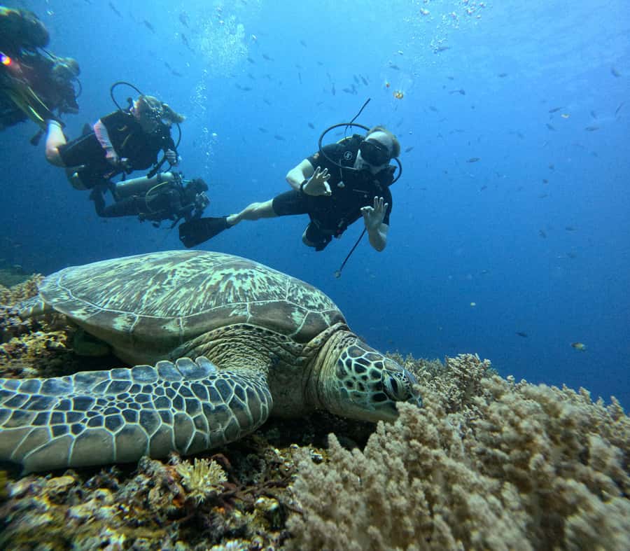 North of Mauritius: Scuba Diving Tour - Meeting at Mont Choisy Beach