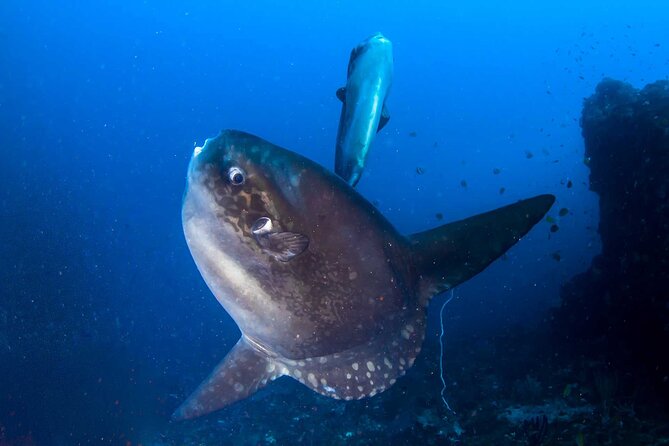 Nusa Penida 3 Fun Dives Boat Trip (For Certified Divers) - Why Nusa Penida works so well for a three-tank day