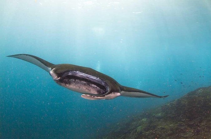 Nusa Penida 3 Fun Dives Boat Trip (For Certified Divers) - The marine life you may actually see