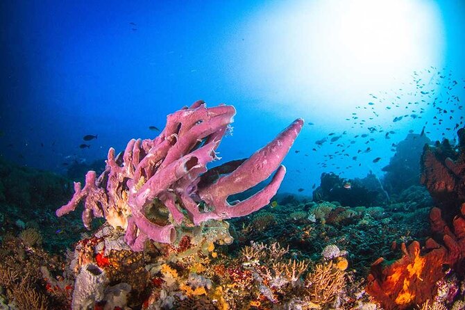 Nusa Penida 3 Fun Dives Boat Trip (For Certified Divers) - Boat comfort, food, and equipment