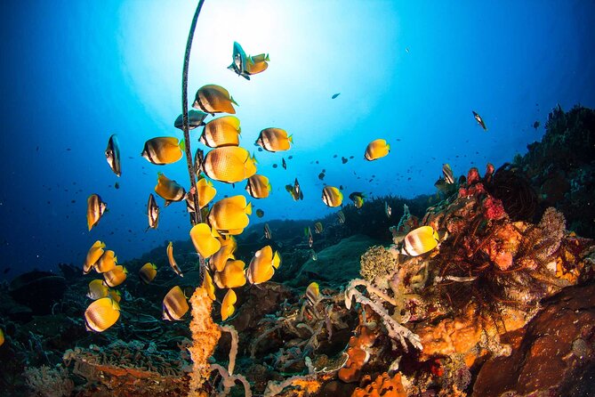 Nusa Penida 3 Fun Dives Boat Trip (For Certified Divers) - Booking details worth checking
