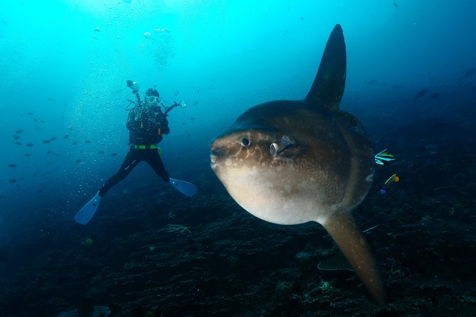 Nusa Penida Day Trip for 3 dives - Why Nusa Penida is worth the early start